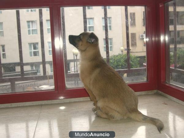 Hembrita mestiza de Pastor en Adopción..!