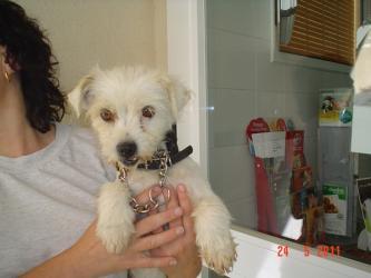 Hena esta junto con 3 perritos mas en una finca sin agua ni comida