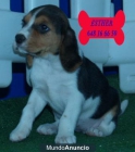 los mejores cachorros de beagle, aprovecha - mejor precio | unprecio.es