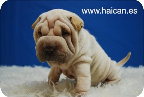Mini Pei en Madrid, Unico y Distinguido en su raza.
