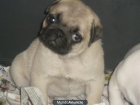perritos Carlinos/Pug - mejor precio | unprecio.es