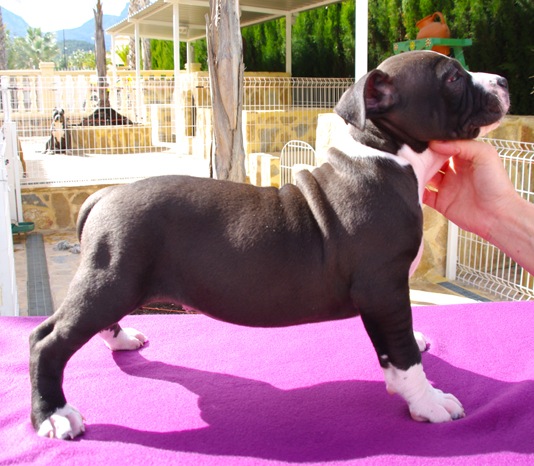 Se vende cachorros american stafford pedigree