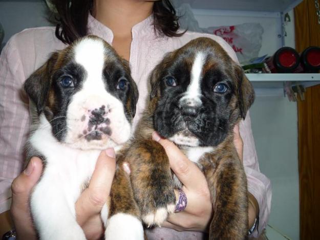venta de boxer