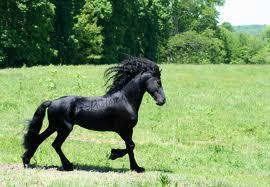 venta de caballos frisones, frisian o friesian