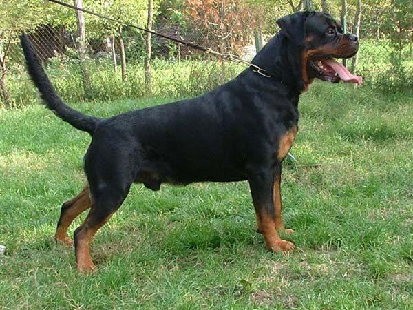 CAMADA DISPONIBLE DE ROTTWEILER