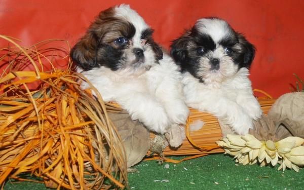 Fabulosos cachorritos de Shih Tzu, preciosos. Coruña