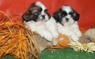 Fabulosos cachorritos de Shih Tzu, preciosos. Coruña - mejor precio | unprecio.es