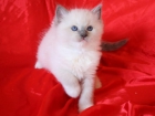 Gatitos ragdolls disponibles! - mejor precio | unprecio.es
