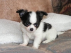 Gorgeous Chihuahua cachorros para su aprobación - mejor precio | unprecio.es
