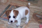 Jack Russell Terrier con 3 meses , oportunidad - mejor precio | unprecio.es
