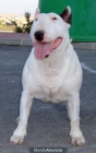 ofrezco para montas bull hijo del ch del mundo cardigan prince - mejor precio | unprecio.es