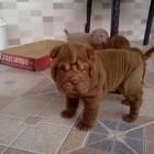 Shar Pei chocolate con pedigree LOE - mejor precio | unprecio.es