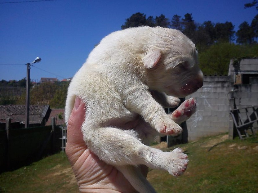 cachorros montaña del pirineo