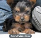 hembra Yorkshire terrier 2 años 100 euros. - mejor precio | unprecio.es