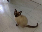 --- GATITO: SIAMES--- ADOPTALE - mejor precio | unprecio.es