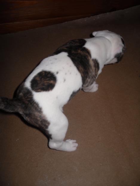 american pitbull terrier
