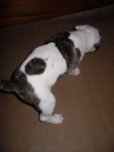 american pitbull terrier - mejor precio | unprecio.es
