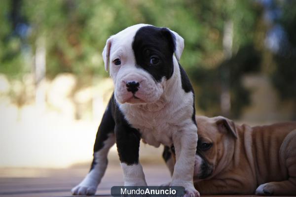 Cachorros de AMERICAN STAFFORD