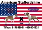 cachorros de american staffordshire - mejor precio | unprecio.es