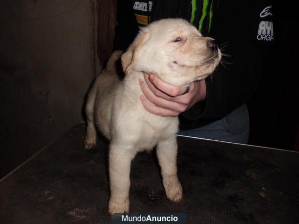 camada de labrador Retriever