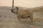 extraordinarios cachorros de bulldogs ingles - mejor precio | unprecio.es