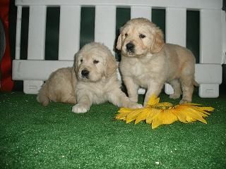 GOLDEN, TE ENCANTARAN ESTOS CACHORROS