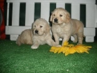 GOLDEN, TE ENCANTARAN ESTOS CACHORROS - mejor precio | unprecio.es
