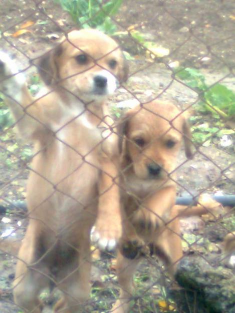 Mamá con sus tres cachorros abandonados en mitad del campo. Alcaudete(Jaén)‏