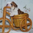 Ofrecemos calidad Bulldog Inglés cachorros 100 - mejor precio | unprecio.es