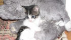 REGALO GATITOS EN ALICANTE - mejor precio | unprecio.es
