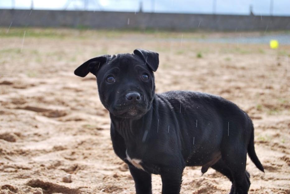 Staffordshire bull terrier cachorros para entregarse