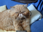 vengo gatos persas - mejor precio | unprecio.es