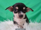 Chihuahua , cachorros de excelente calidad , tamañao muy pequeñito , los garantizamos , y damos pedigree - mejor precio | unprecio.es