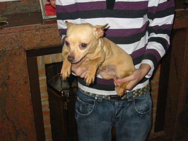 Chihuahuas,lote,dos hembras y un macho.