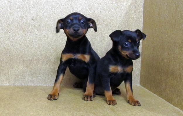 Pinscher