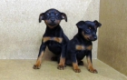 Pinscher - mejor precio | unprecio.es