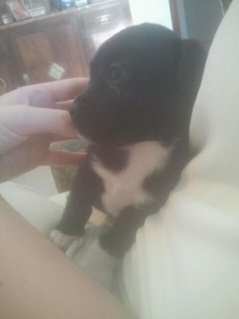 Preciosos cachorros