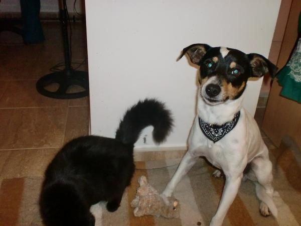 Regalo bodeguero macho de 8 meses