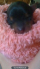 Se venden Yorkshires Terrier - mejor precio | unprecio.es