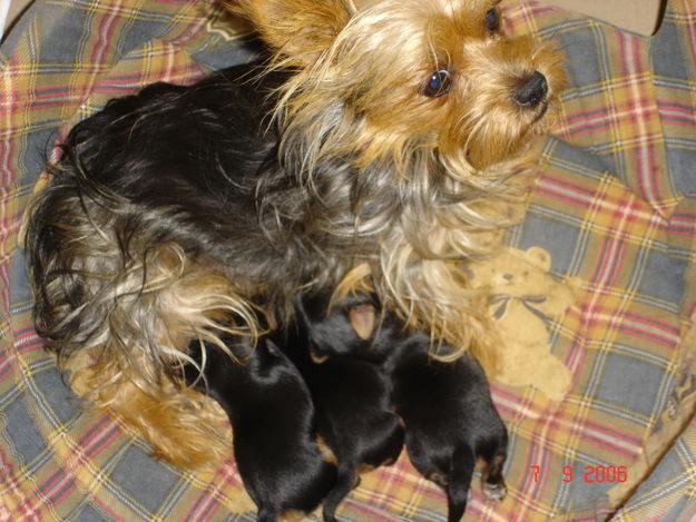 VENDO CACHORROS YORKSHIRE PEQUEÑISIMOS NACIDOS 10 JUNIO 390 €