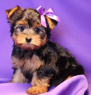 Yorkie cachorro de un buen hogar