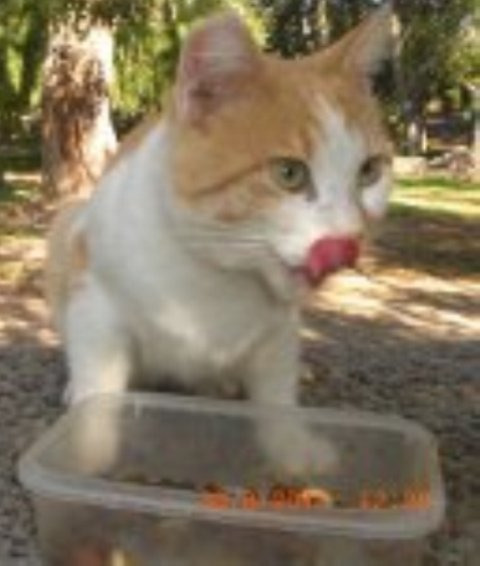 Roque gato muy cariñoso, vive en una colonia y estría mejor en un hogar