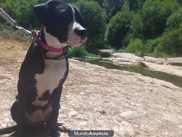 EN ADOPCIÖN  hembra de 5 meses
