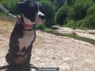 EN ADOPCIÖN  hembra de 5 meses - mejor precio | unprecio.es
