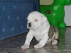 Cachorro de Bulldog americano - mejor precio | unprecio.es