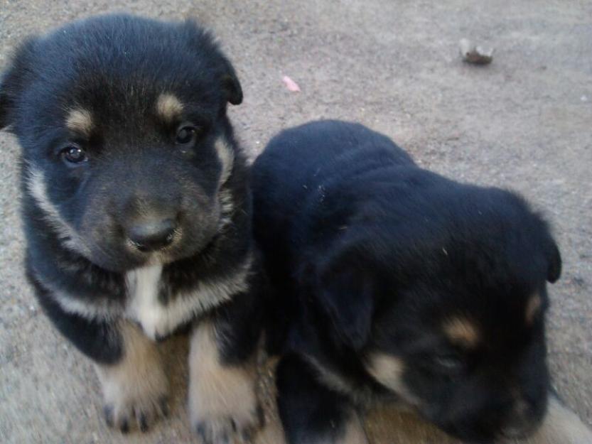 Cachorro pastor aleman, son de un particular