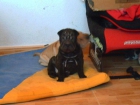 cachorros de shar pei - mejor precio | unprecio.es