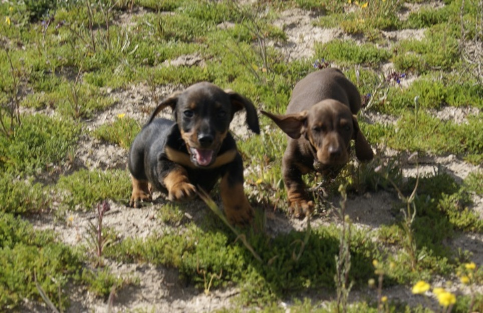 Cachorros de Teckel Miniatura