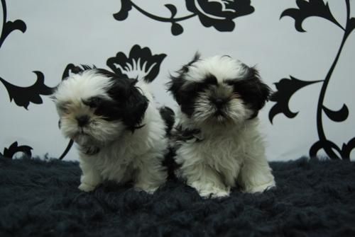 camadita de shi tzu preciosos