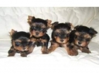 Hermosa, dulce cachorros de Yorkshire terrier - mejor precio | unprecio.es